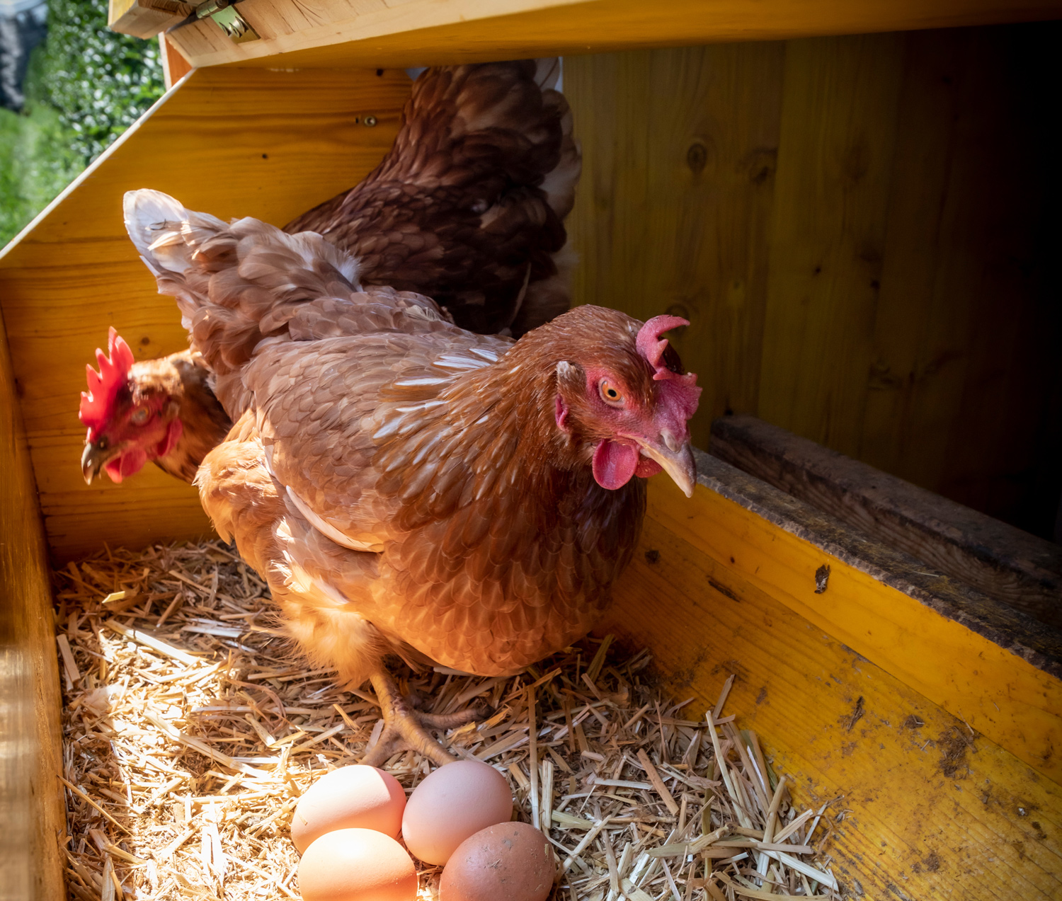 Why Do Chickens Eat Their Own Eggs Mcmurray Hatchery Blog