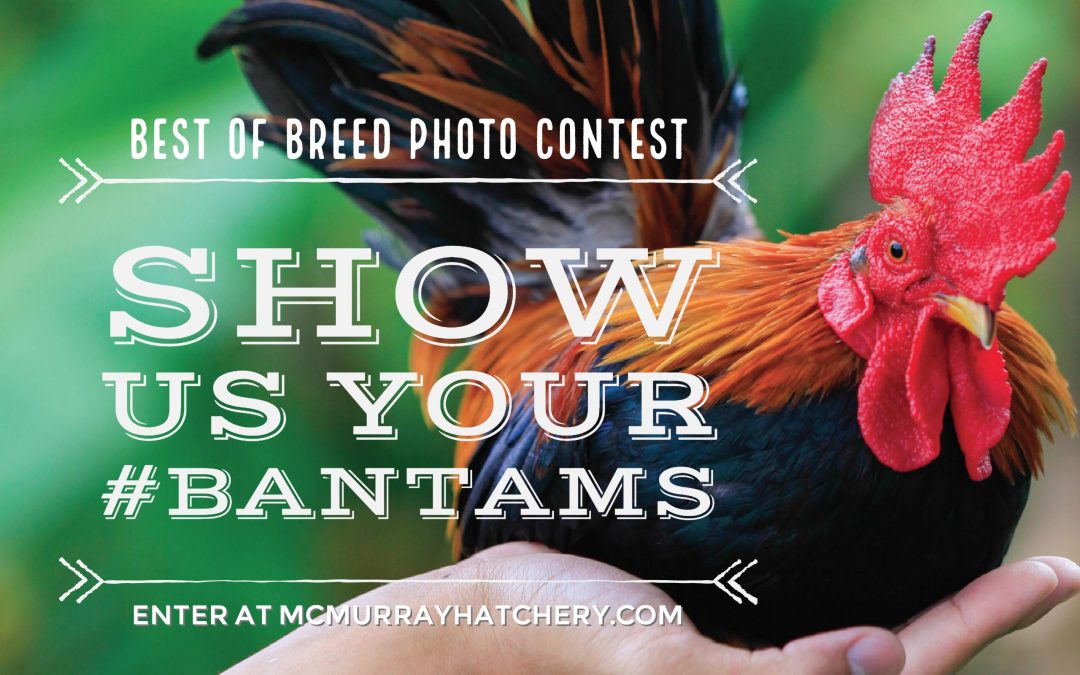 2017 Best of Breeds Photo Contest: Bantams
