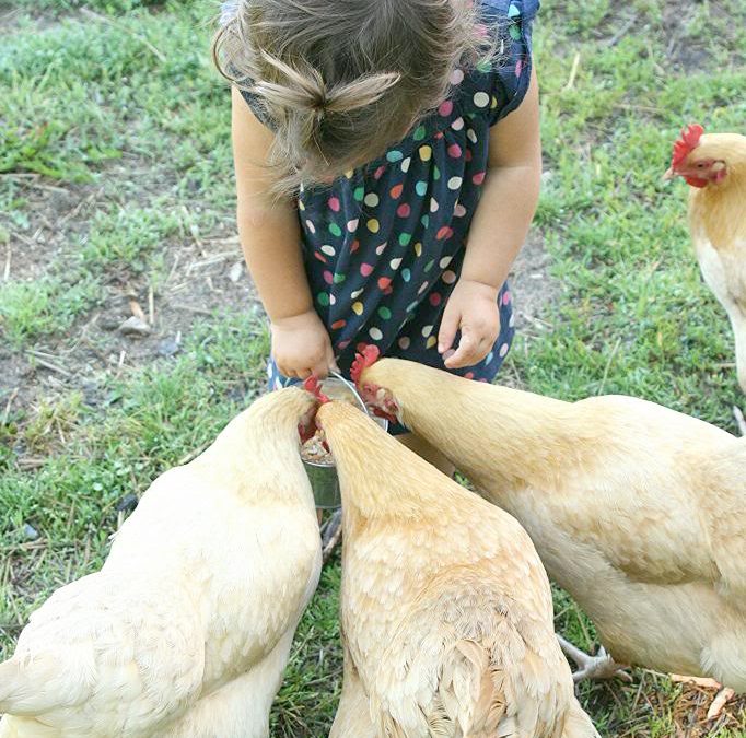 Safe Table Scraps for Chickens