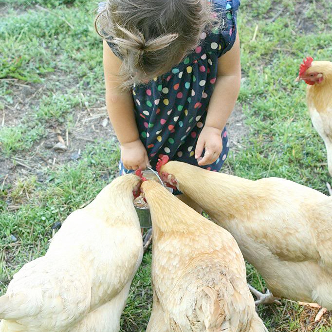 Safe Table Scraps for Chickens - Murray McMurray Hatchery Blog