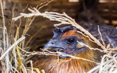 Top 5 Reasons Your Hens Stop Laying, Explained by Gail Damerow