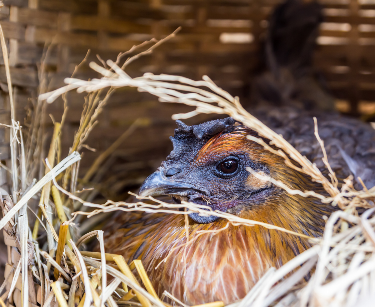 Top 5 Reasons Your Hens Stop Laying, Explained by Gail Damerow