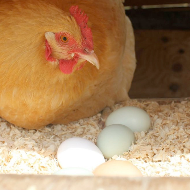 mcmurray-hatchery-blog-what-is-a-broody-hen-and-how-to-deal-with-it