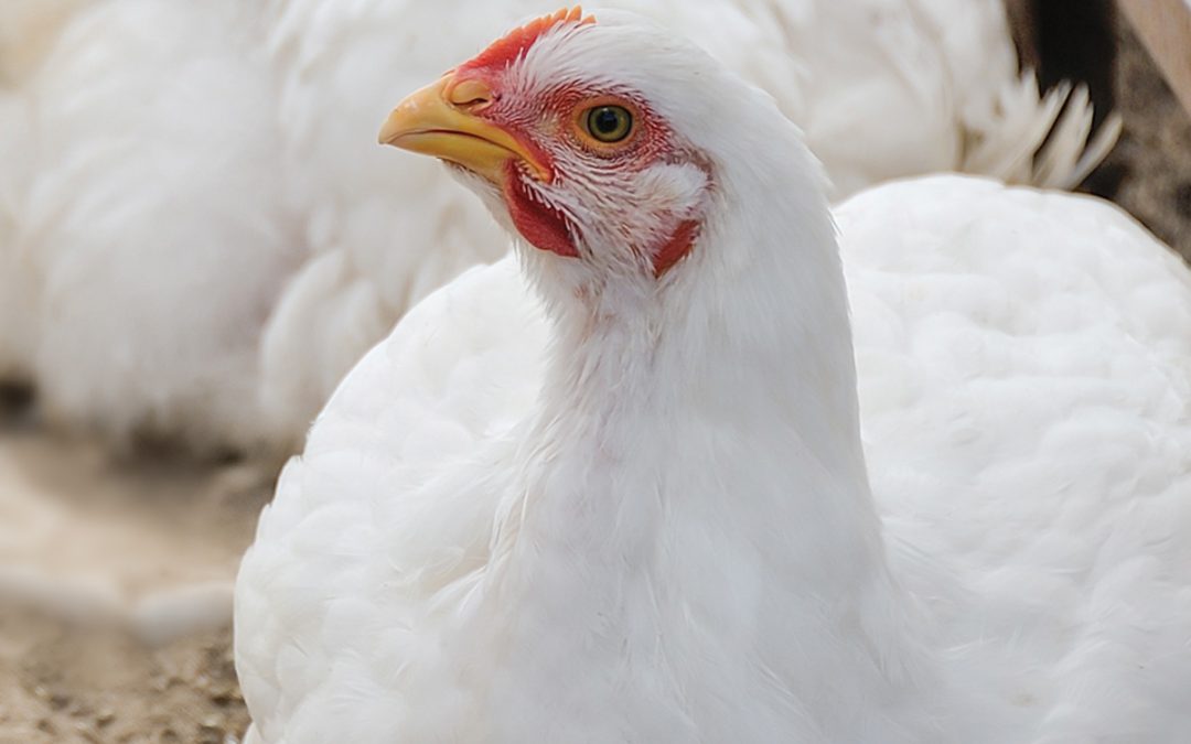 Raising Poultry for Fall Family and Holiday Meals