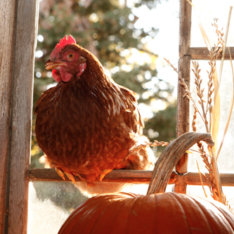 Understanding the Molting Process