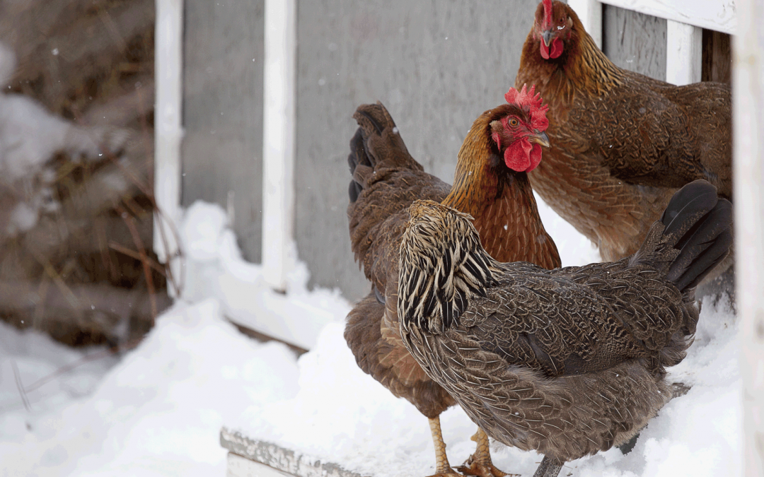 McMurray Hatchery | Top 10 Tools for Cold-Weather Coops