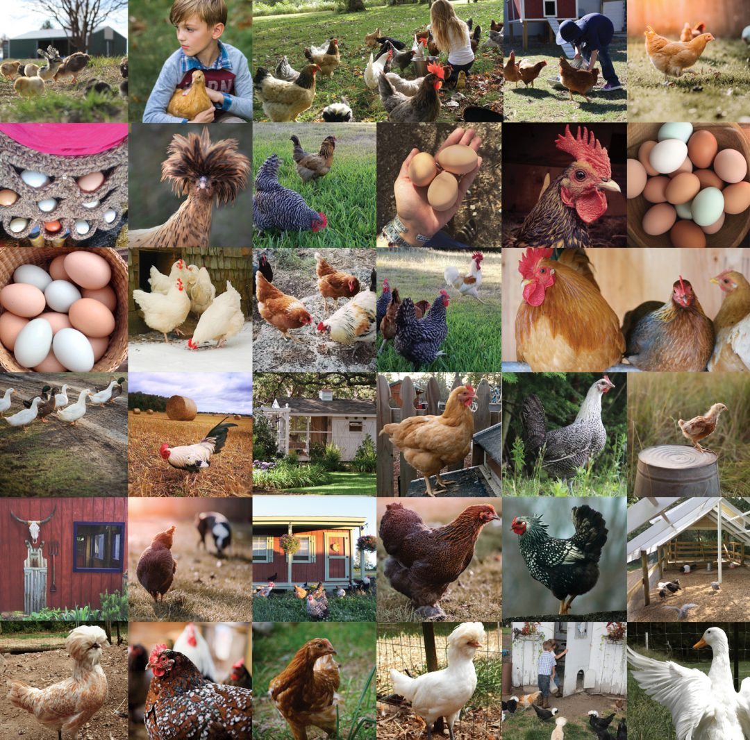 Photo Contest Winners Announced Murray McMurray Hatchery Blog