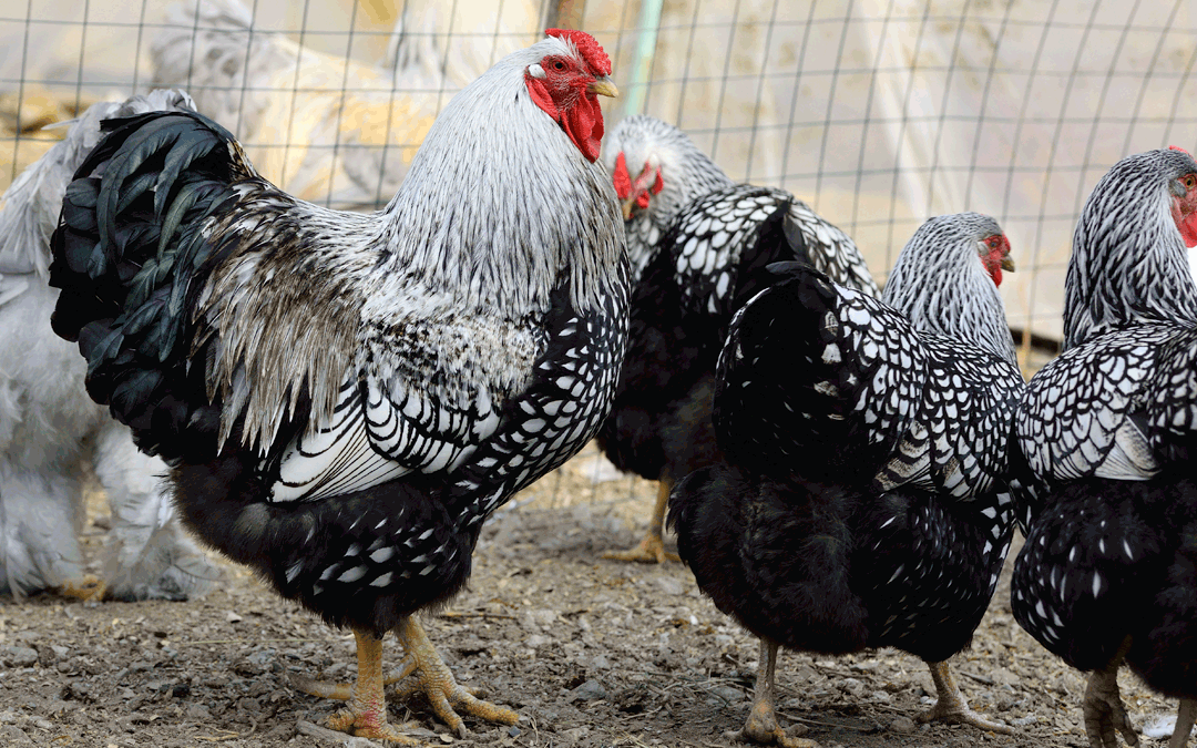 The Benefits of Roosters - Murray McMurray Hatchery Blog