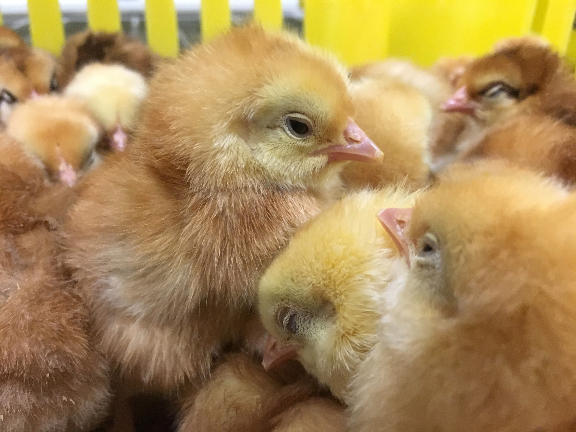 Getting Started With Your New Chicks