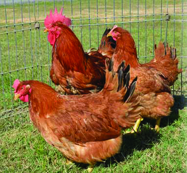 McMurray Hatchery | Red Ranger Broilers