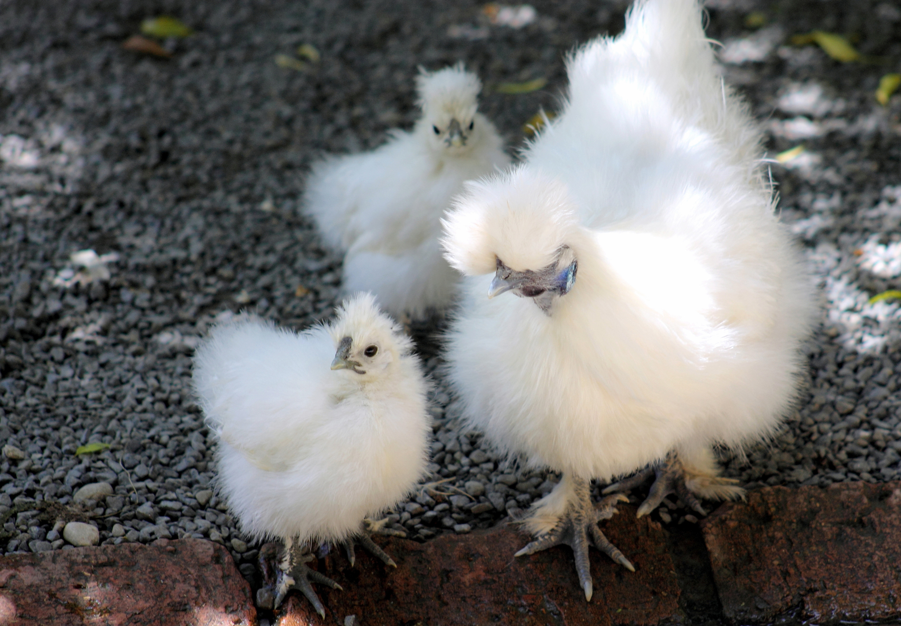 What Chicken Breeds Make the Best Mothers?