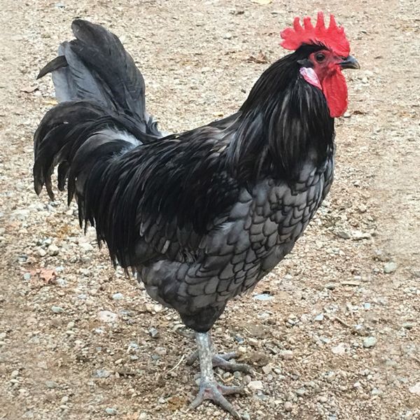 McMurray Hatchery | Blue Andalusian