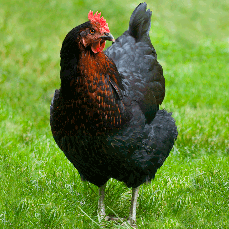 McMurray Hatchery | Best Egg Laying chicken Breeds | Black Stars