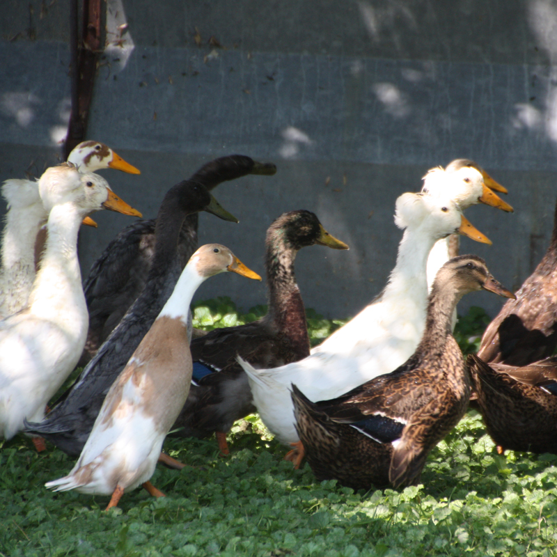 McMurray Hatchery | White Crested and Runner Ducks