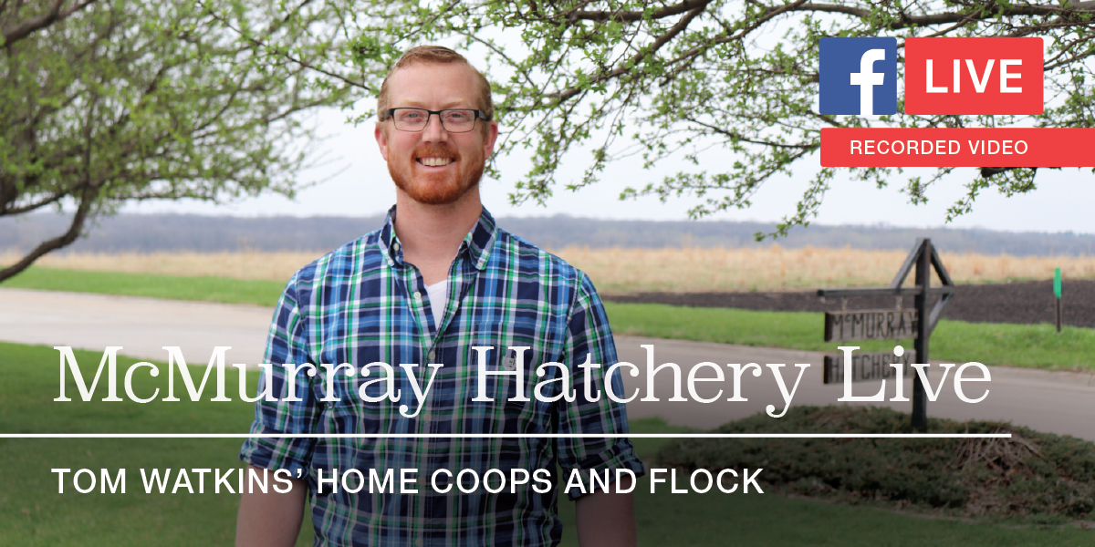 Facebook Live with Tom Watkins of McMurray Hatchery: August 2018