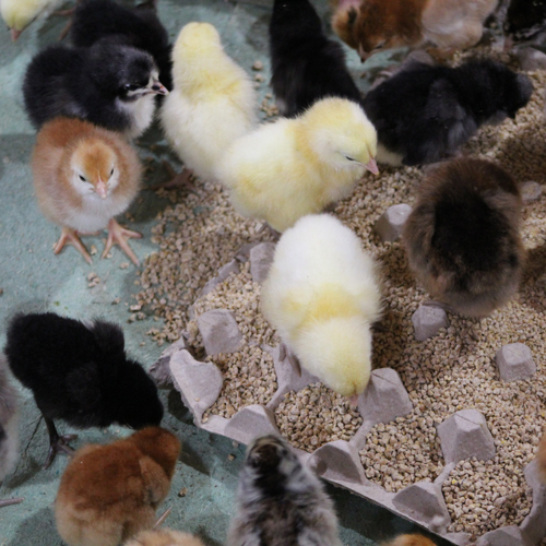McMurray Hatchery | Starting Our 2019 Flock | Gallery 1