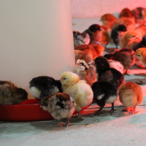 McMurray Hatchery | Starting Our 2019 Flock | Gallery 1