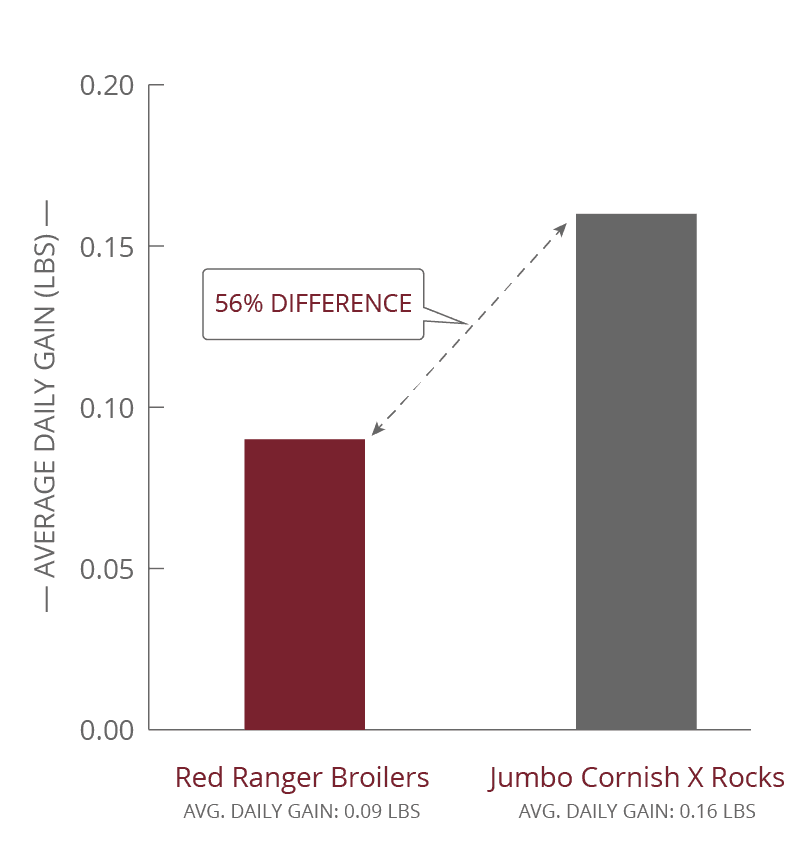 McMurray Hatchery | Iowa 4-H Meat Bird Comparison Average Daily Gain Per Breed (lbs.)