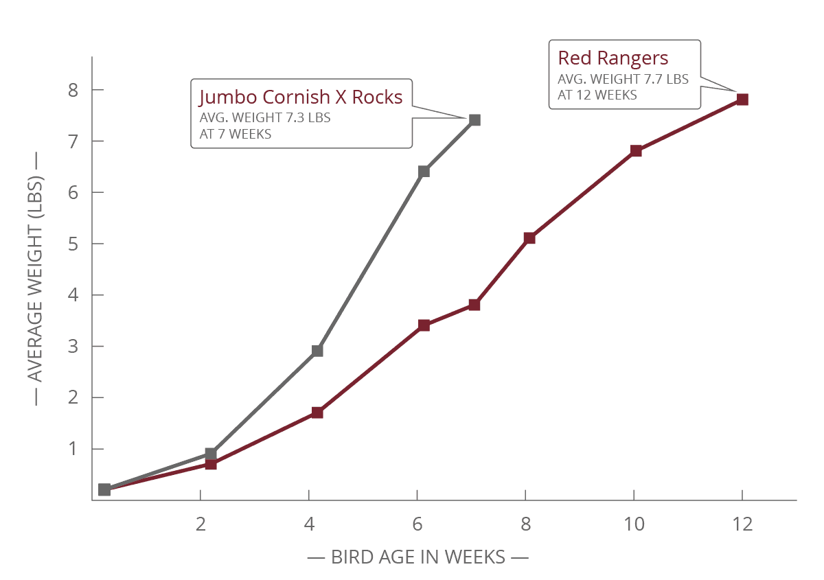 McMurray Hatchery | Iowa 4-H Meat Bird Comparison | Comparison of Total Gain by Breed (LBS)