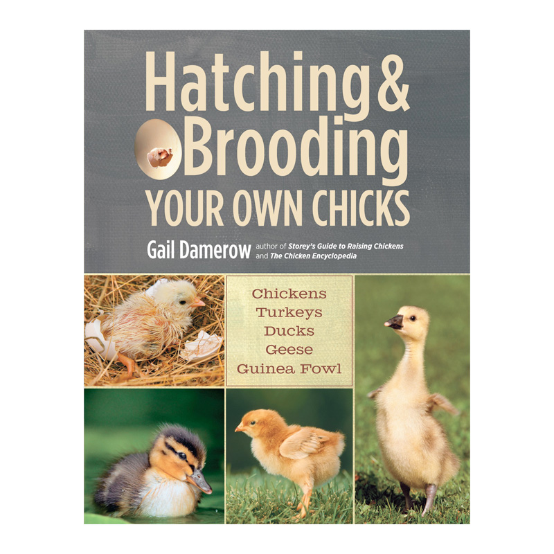 McMurray Hatchery | Books | Hatching and Brooding Your Own Chicks by Gail Damerow