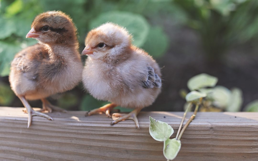 McMurray Hatchery | New for 2019 | Bielefelder Day Old Baby Chicks