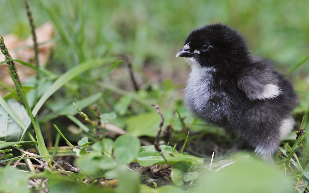 McMurray Hatchery | New for 2019 | French Black Copper Marans Day Old Baby Chicks