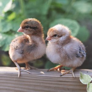 Are Autosexing Chickens and Sex Link Chickens the Same? Gail Damerow