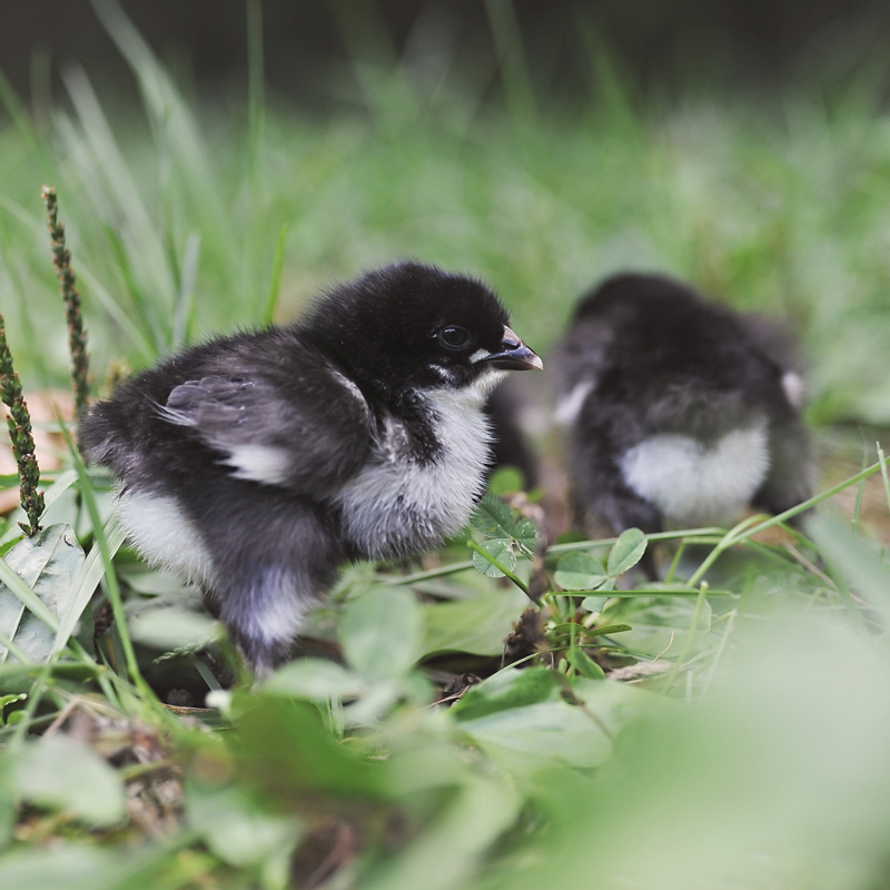 McMurray Hatchery | New for 2019 | French Black Copper Marans Day-Old Baby Chicks