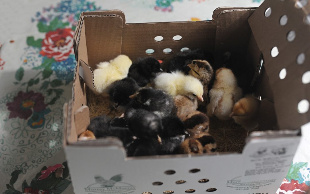 McMurray Hatchery Box of Day-Old Baby Chicks