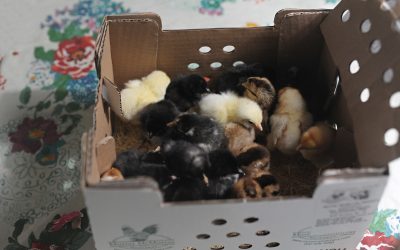 Enter to Win FREE CHICKS