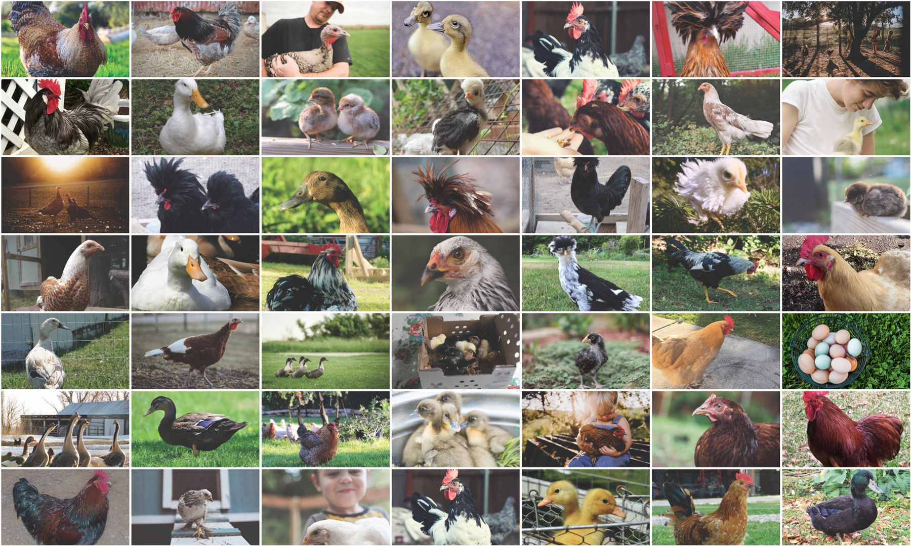 Photo Contest Winners Announced Murray McMurray Hatchery Blog
