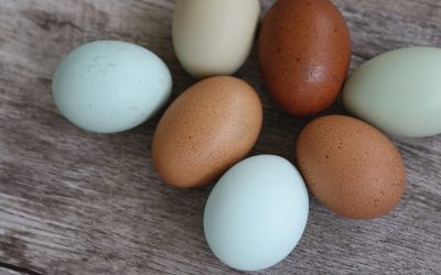 Gail Damerow Discusses Egg Quality