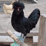 McMurray Hatchery | Rare Poultry Breeds | Crevecoeur
