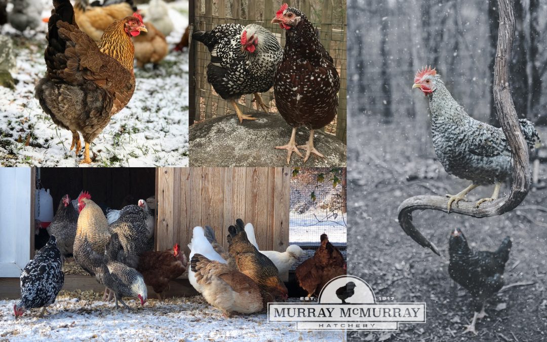 McMurray Hatchery - Winter 2018 Photo Contest Winners