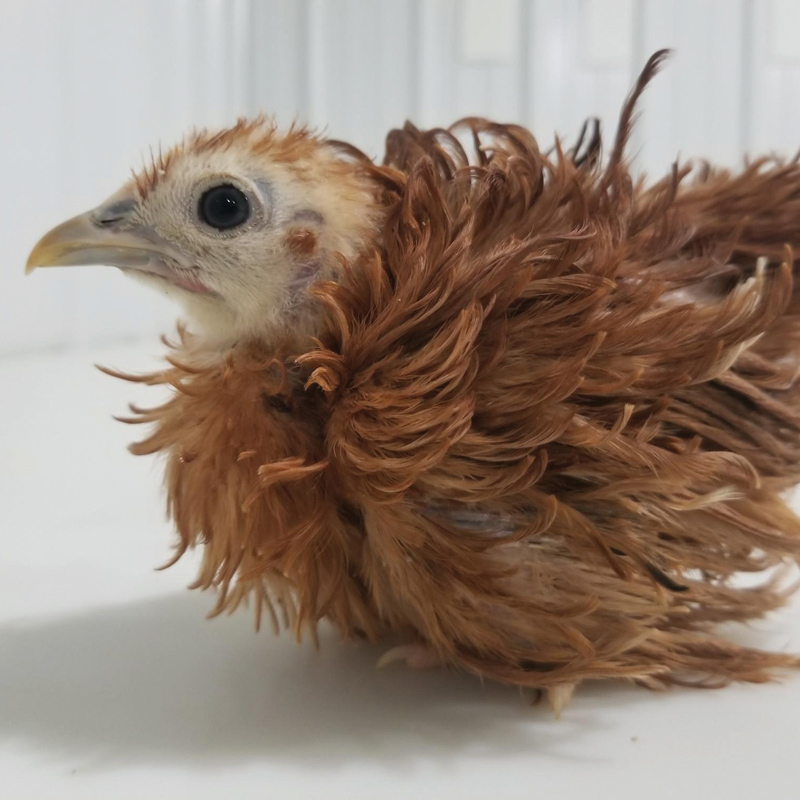 McMurray Hatchery | Red Frizzle Cochin Bantam