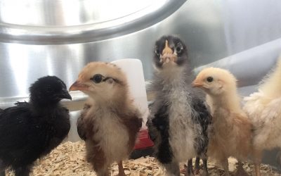 Preparing for Your New Chicks