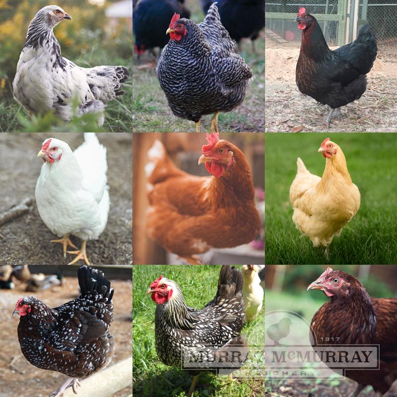McMurray Hatchery | Chick Assortments | Brown Egg Layers