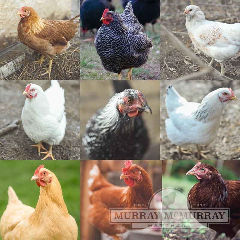 McMurray Hatchery | Chick Assortments | Murray's Choice Layers