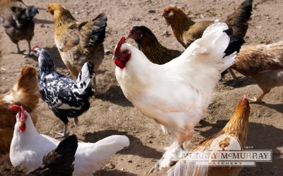 2019 Mystery Chick Photo Contest Winner Announced