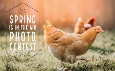 2019 Spring is in the Air Photo Contest