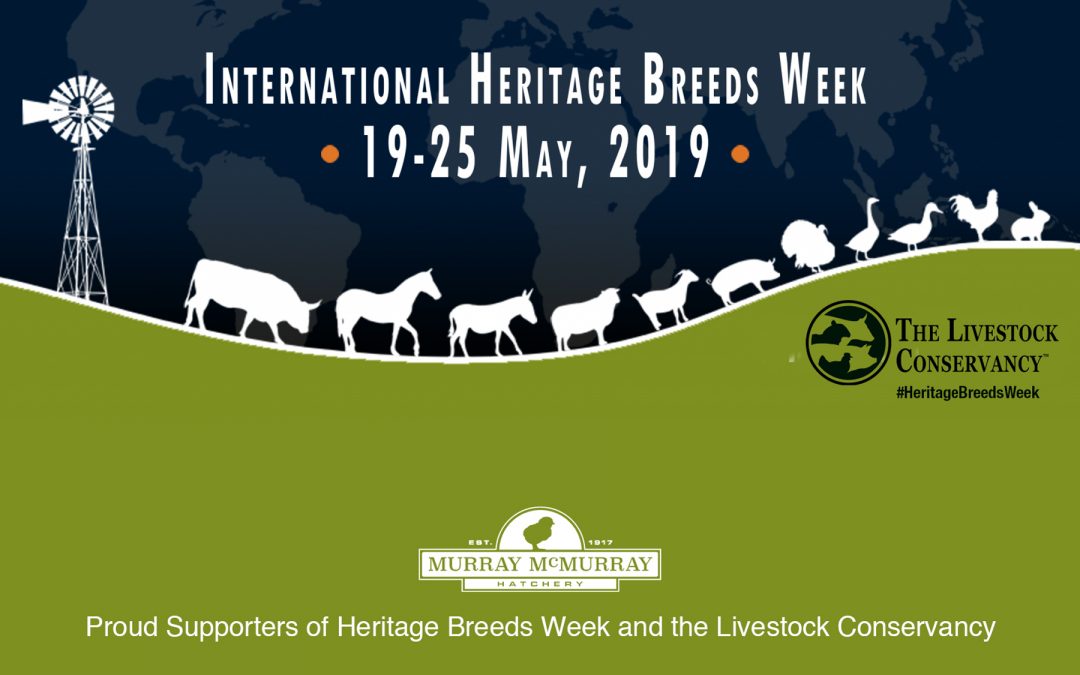 Heritage Breeds Week: Supporting the Livestock Conservancy