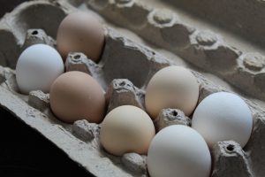 McMurray Hatchery | Hatch At Home | Hatching Eggs