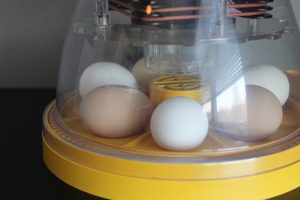McMurray Hatchery | Hatch At Home | Setting The Eggs