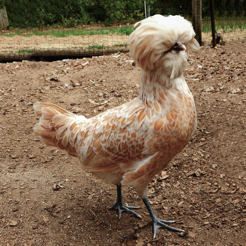 McMurray Hatchery Buff Laced Polish Chickens