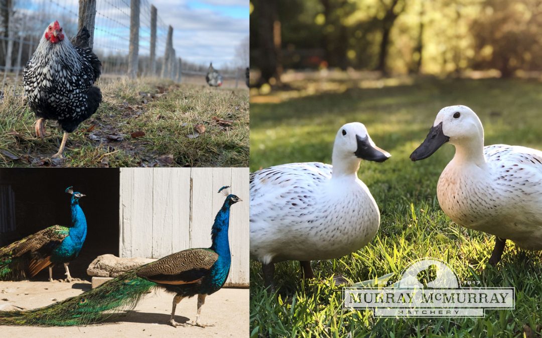 2019 Spring is in the Air photo contest winners — McMurray Hatchery