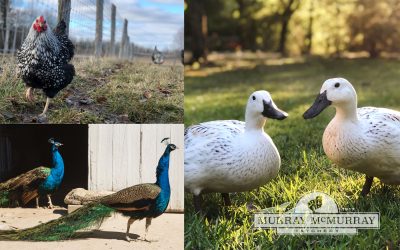 Spring is in the Air Photo Contest Winners Announced