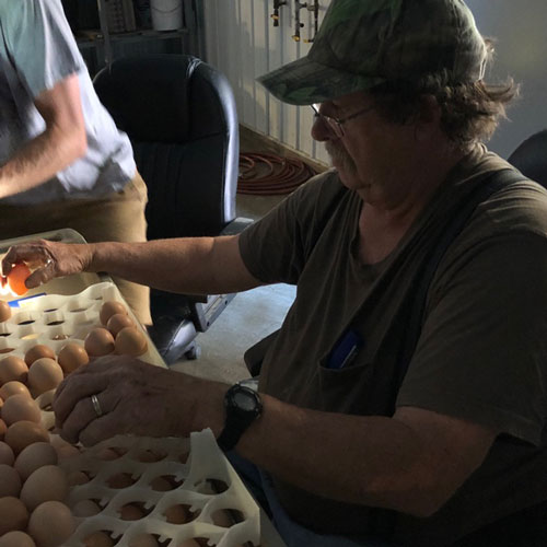 McMurray Hatchery 2019 Egg Drive - Candling Eggs