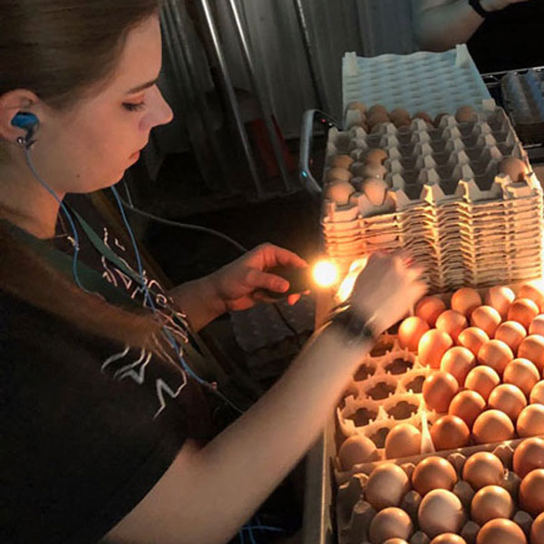 McMurray Hatchery 2019 Egg Drive - Candling Eggs