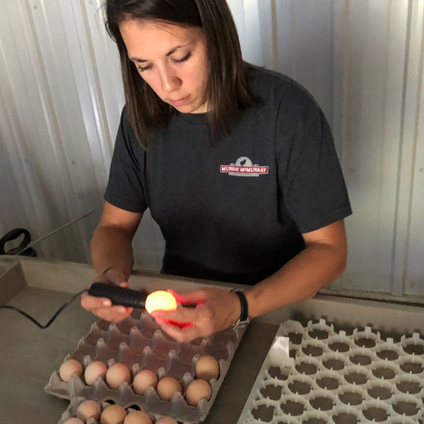 McMurray Hatchery 2019 Egg Drive - Candling Eggs