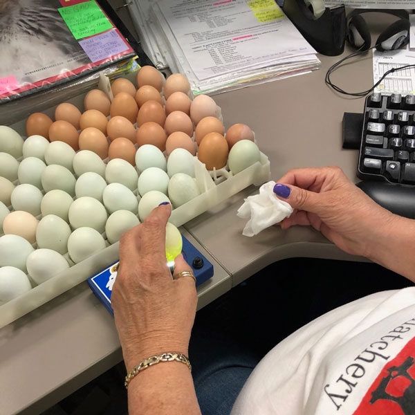 McMurray Hatchery 2019 Egg Drive - Candling Eggs